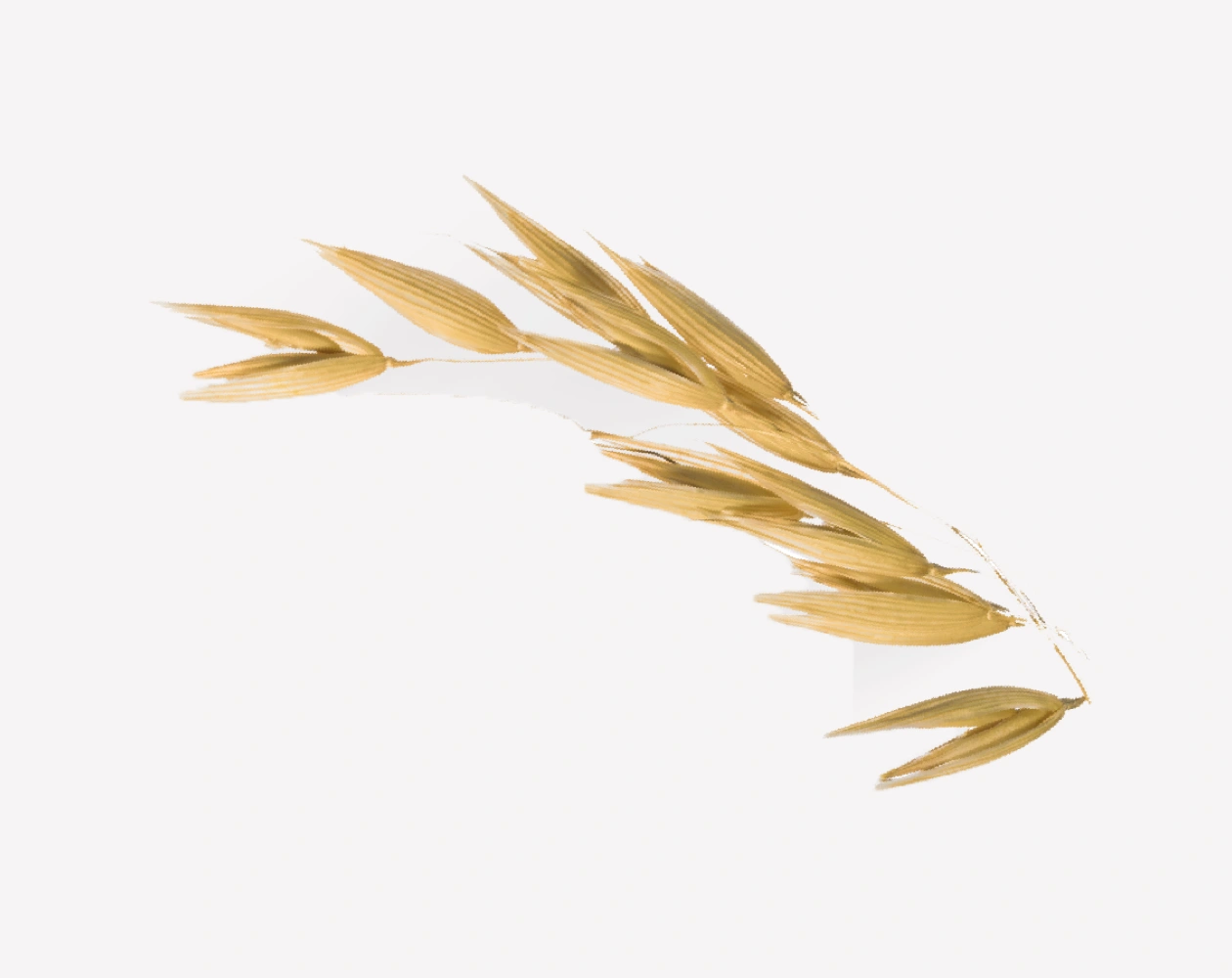 DIGESTIVE-AVENA_Ingrediente