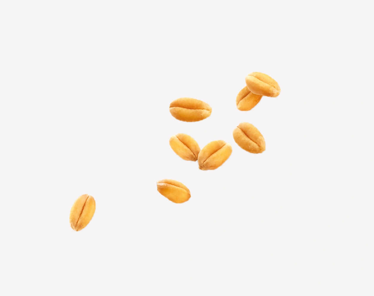 DIGESTIVE-Integrale_Ingredienti